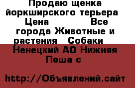 Продаю щенка йоркширского терьера  › Цена ­ 20 000 - Все города Животные и растения » Собаки   . Ненецкий АО,Нижняя Пеша с.
